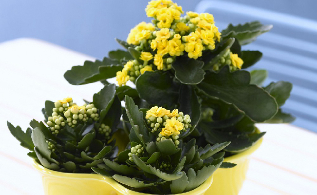 園藝植物